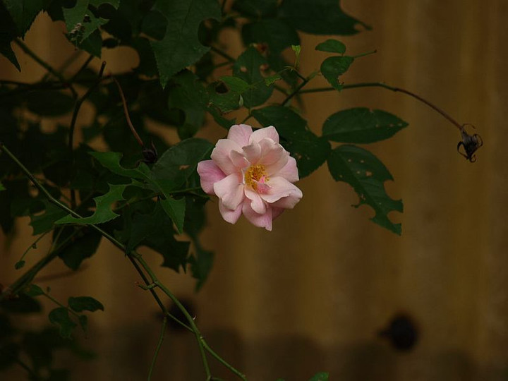 Pb089315
