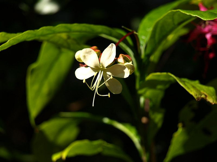 Pb139654