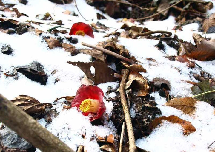 P1024430yabutubaki_rakka_bi