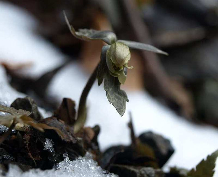 P1024470yukiwariitige