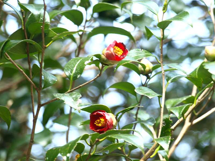 P1024494yabutubaki_kaika