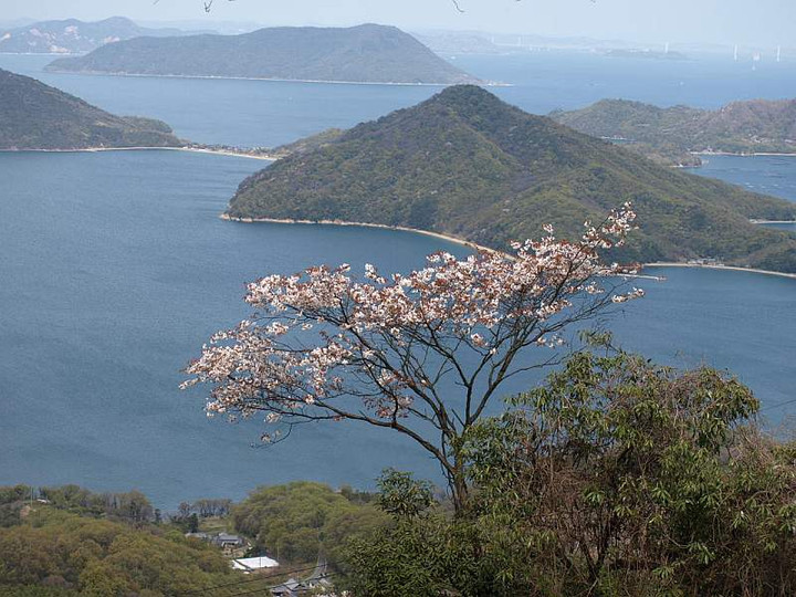 P4109661_sakuratoawasima