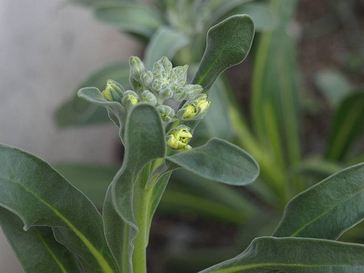 P2027344