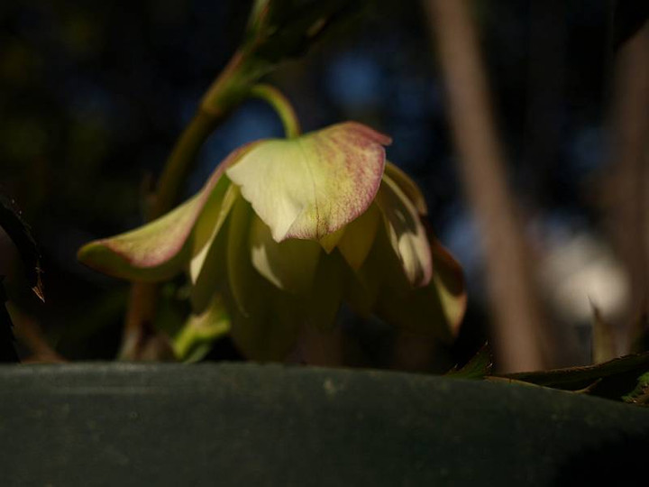 P2097605