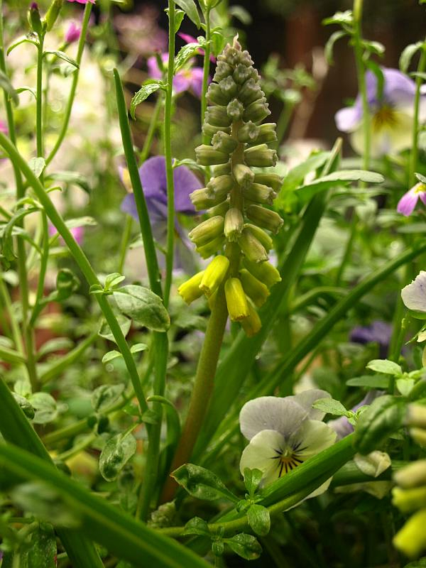 P3254739