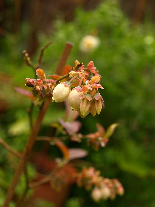 P4017469