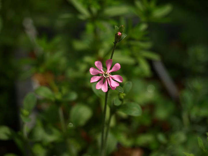P4111643
