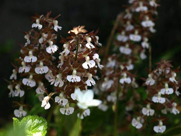 P4143038