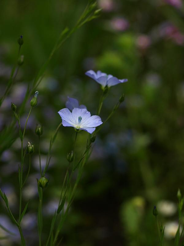 庭の四季を綴る : 今、咲いている、ブルーの花 庭の四季を綴る : 今、咲いている、ブルーの花