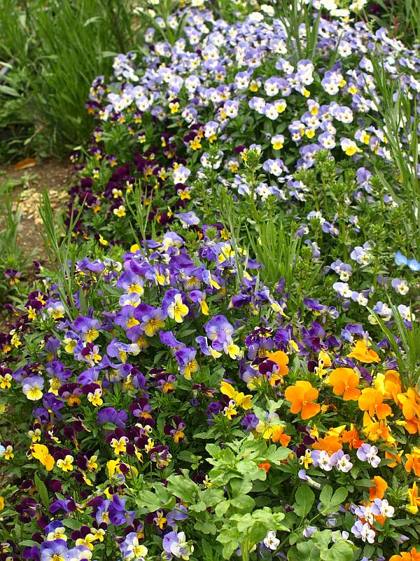 庭の四季を綴る : 今、咲いている、ブルーの花 庭の四季を綴る : 今、咲いている、ブルーの花