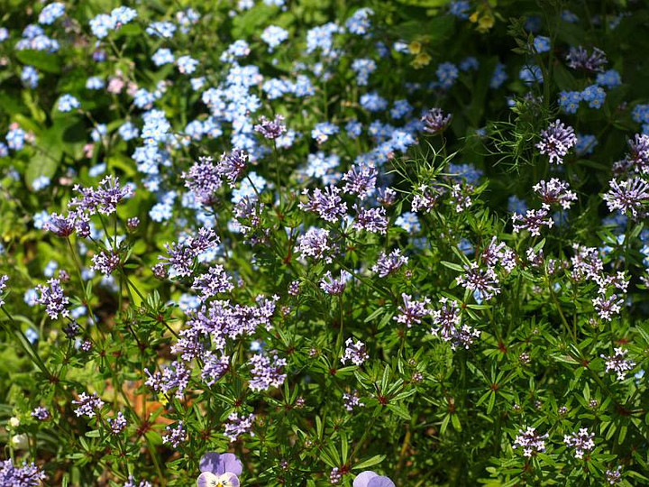 庭の四季を綴る : 今、咲いている、ブルーの花