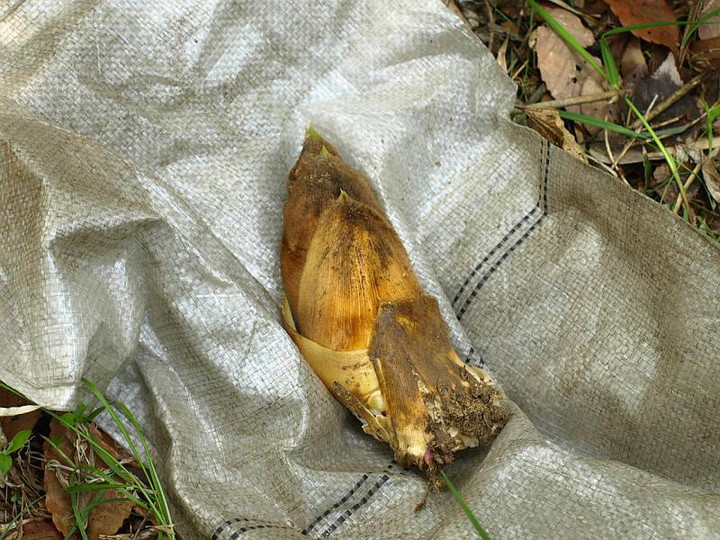 P4173544saisyonoipponn