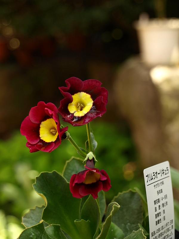 P4215407