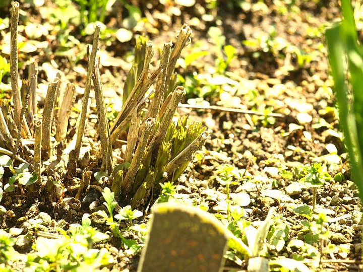 P4143231yanagibatyoujisou