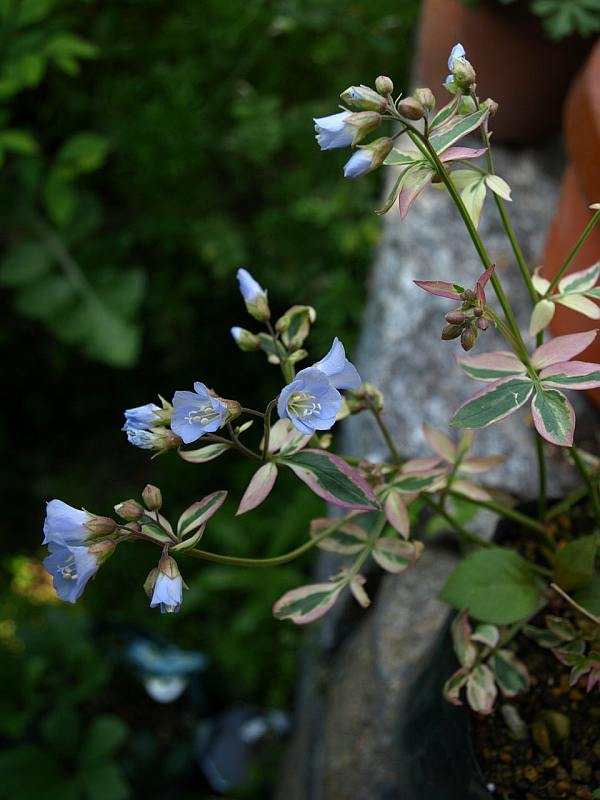 P4266094