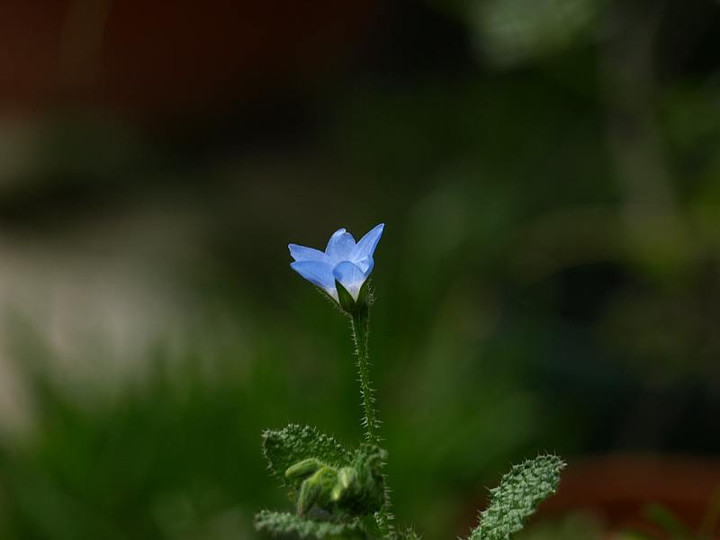 P4276239