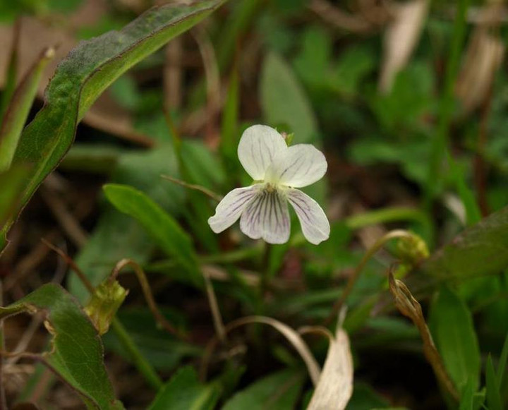 P4205078ariakesumire