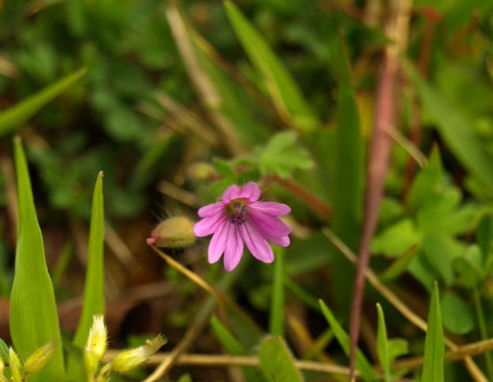 山好き、花好き : ウワミズザクラ