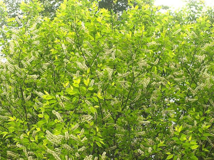 山好き、花好き : ウワミズザクラ