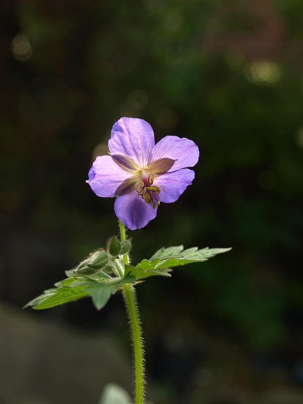 P4297291