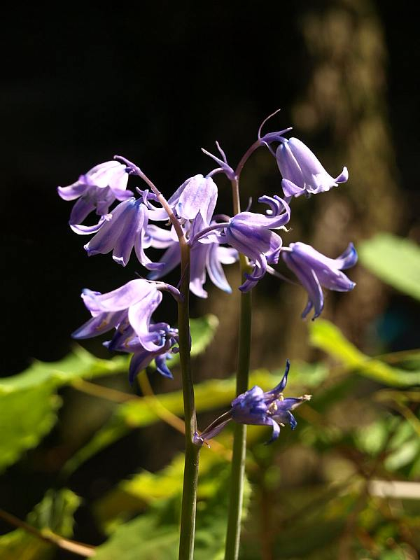 P4297428