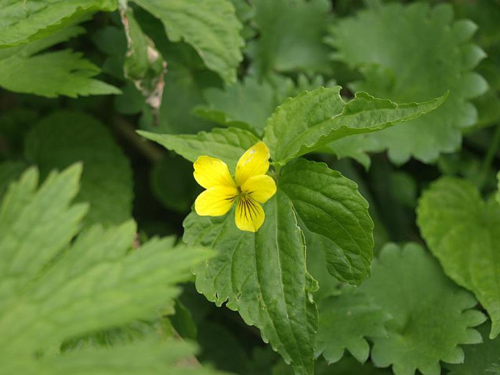 P7165310oobakisumire