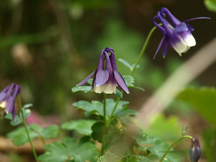 P5061424