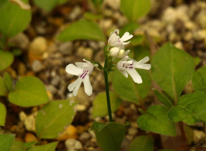 P5061454