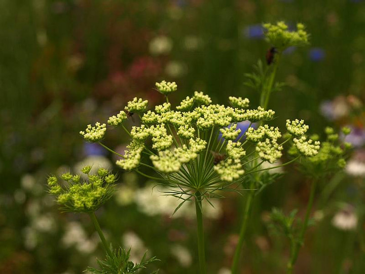 P5207793