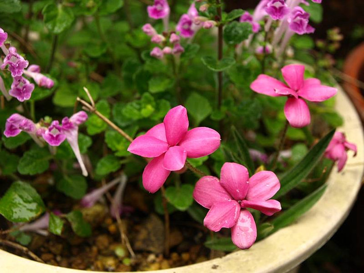P5208049