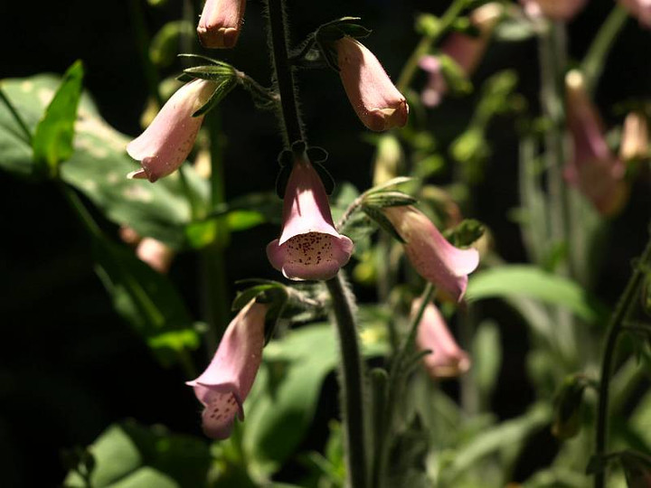 P5218058