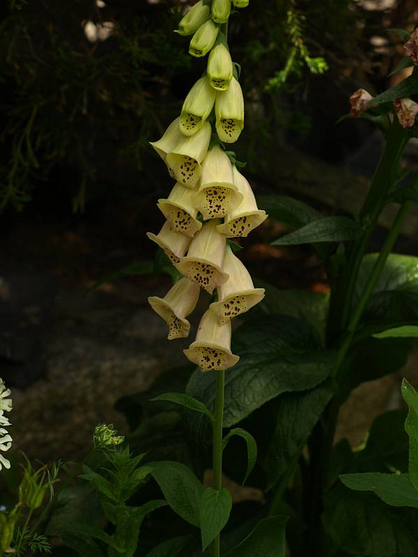 P5218105