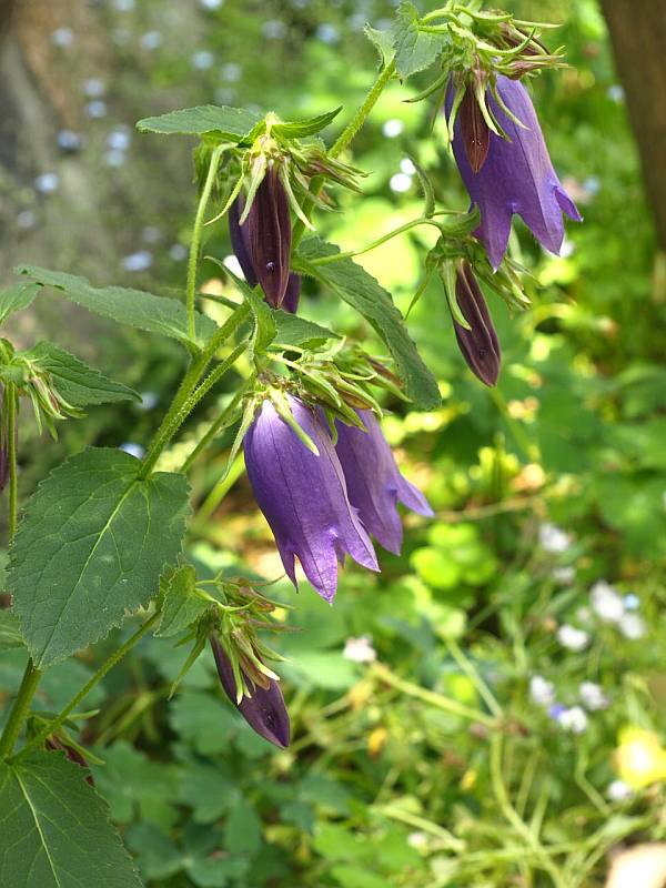 P5218106