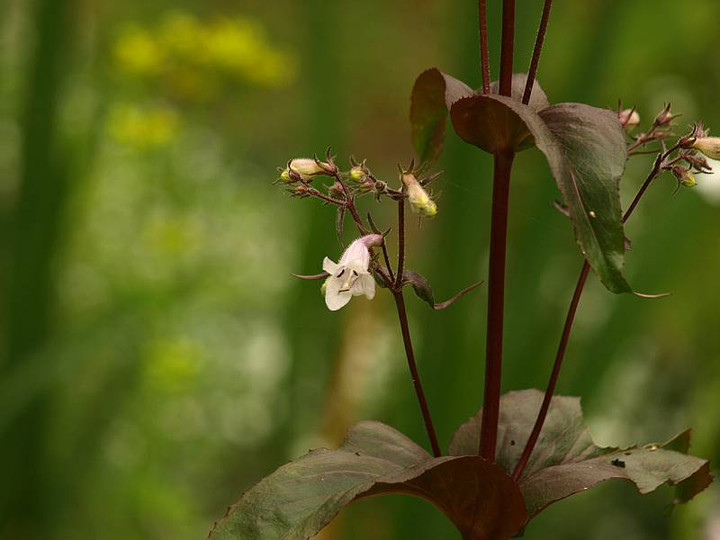 P5228333