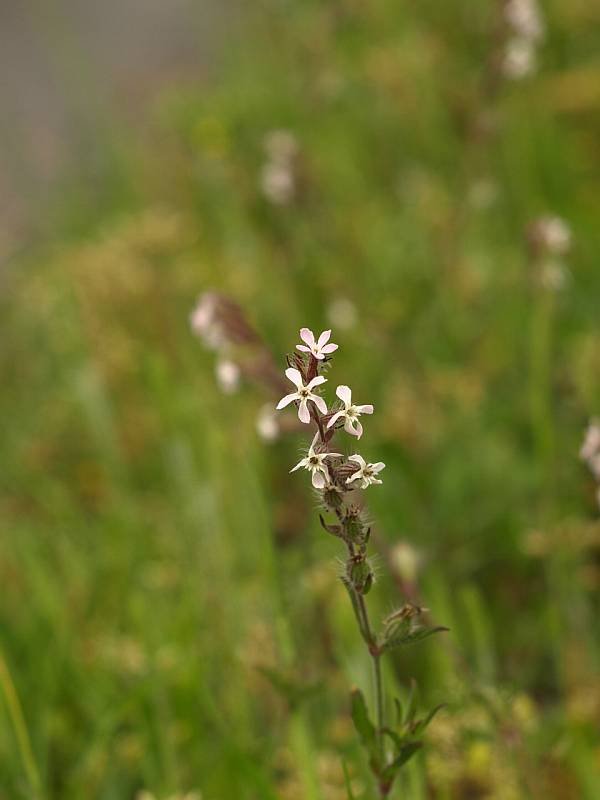 P5093888sirobanamanntema