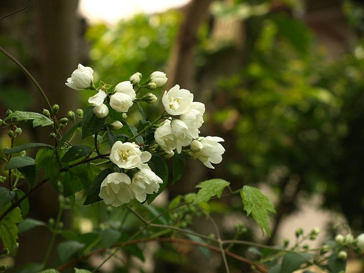 P5259056