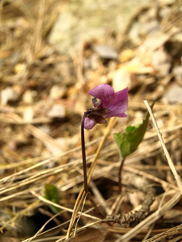 P5094101kurobanaakebonosumire_kyo