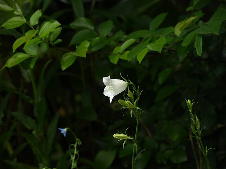 P5259009