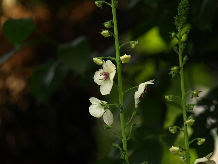 P5259030