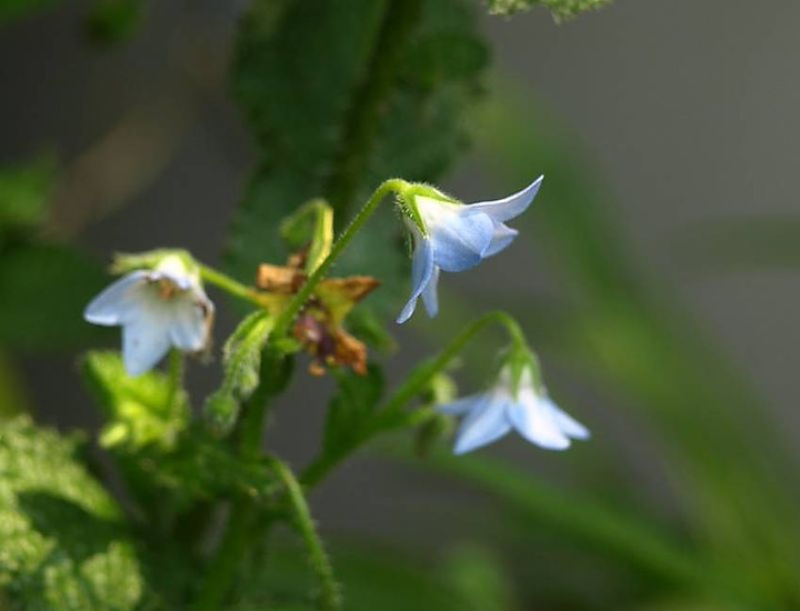 P5259132