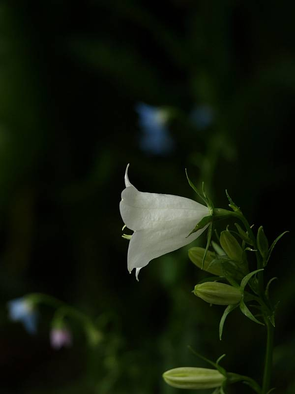P5259135
