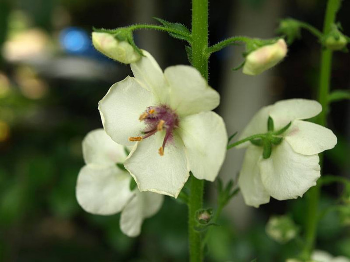 P5259166