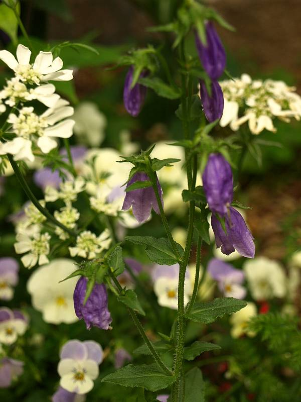 P5270056