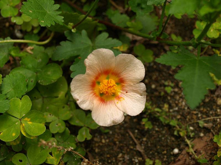 P5270075