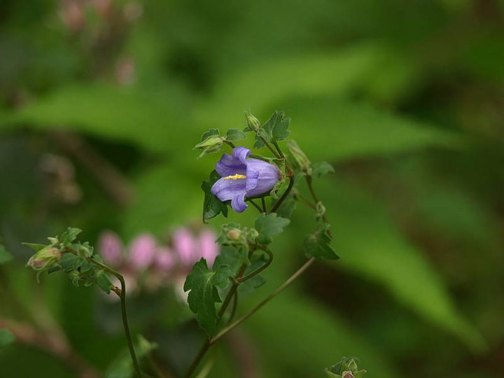 P5270375
