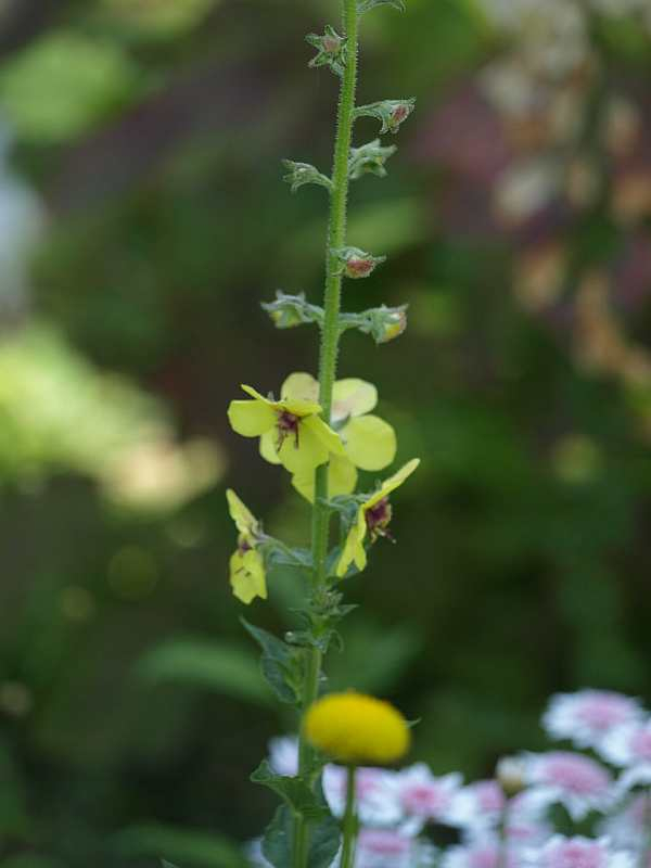 P6052895