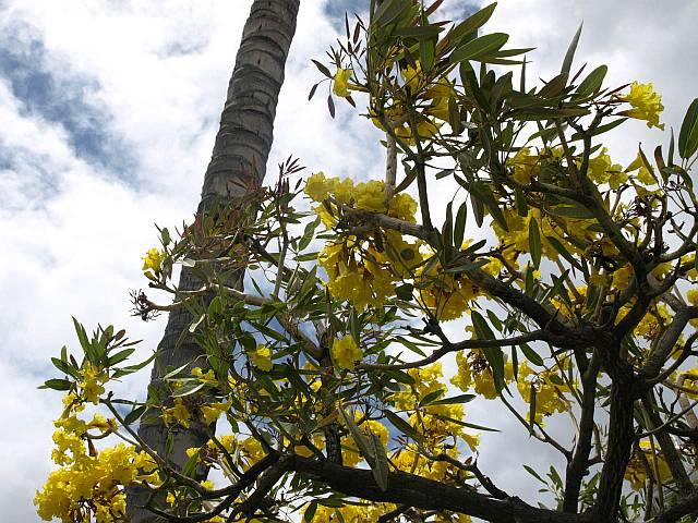 P5310928tabebuia_aurea