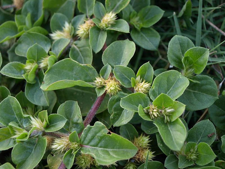 P6011266alternanthera_pungens