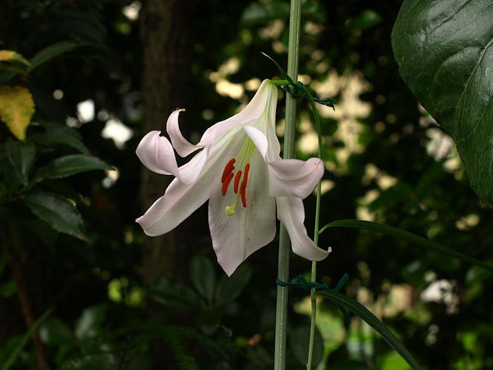 P6105339sasayuri_bi