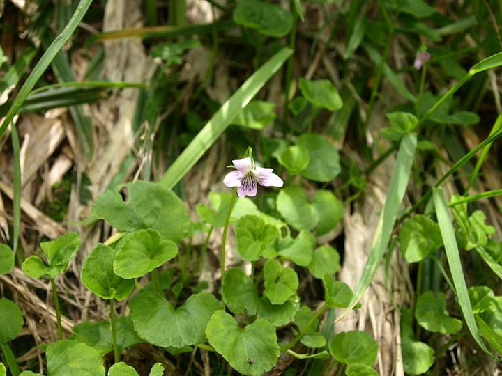 P7165136miyamatubosumire